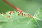 Eriophyidae (420 pictures)