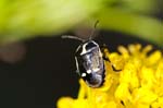 15/07/2007 - 20d73441 - Bessans (73480)