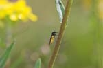 15/07/2007 - 20d73450 - Bessans (73480)