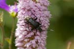 15/07/2007 - 20d73704 - Bessans (73480)