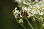 2007-07-15 - 20d73758 - Bessans (73480) 2007-07-15 - 20d73758 - Bessans (73480)