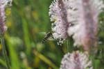 16/07/2007 - 20d73998 - Bessans (73480)