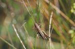16/07/2007 - 20d74039 - Bessans (73480)