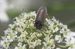 2007-07-16 - 20d74251 - Bessans (73480)
