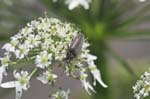 2007-07-16 - 20d74259 - Bessans (73480)