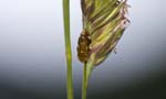 17/07/2007 - 20d74512 - Bessans (73480)