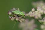 2007-07-17 - 20d74746 - Bessans (73480) 2007-07-17 - 20d74746 - Bessans (73480)