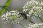 17/07/2007 - 20d74778 - Bessans (73480)