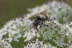 17/07/2007 - 20d74824 - Bessans (73480)