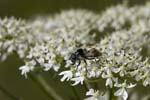 17/07/2007 - 20d74837 - Bessans (73480)