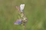 18/07/2007 - 20d75138 - Bessans (73480)