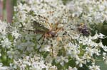 18/07/2007 - 20d75267 - Bessans (73480)