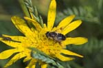 18/07/2007 - 20d75363 - Bessans (73480)