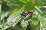 2007-07-18 - 20d75396 - Bessans (73480)