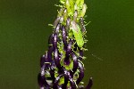 2007-07-18 - 20d75562 - Bessans (73480) 2007-07-18 - 20d75562 - Bessans (73480)