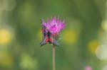 18/07/2007 - 20d75611 - Bessans (73480)