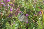 19/07/2007 - 20d75882 - Bessans (73480)