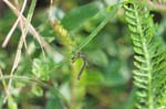 19/07/2007 - 20d75896 - Bessans (73480)