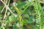 19/07/2007 - 20d75902 - Bessans (73480)