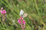 19/07/2007 - 20d75951 - Bessans (73480)