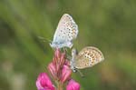 19/07/2007 - 20d75959 - Bessans (73480)