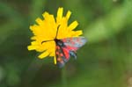 2007-07-20 - 20d76356 - Bessans (73480)