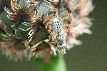 20/07/2007 - 20d76401 - Bessans (73480)