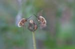 20/07/2007 - 20d76645 - Bessans (73480)
