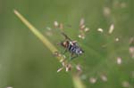 20/07/2007 - 20d76667 - Bessans (73480)