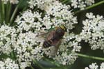 2007-07-22 - 20d77583 - Bessans (73480)