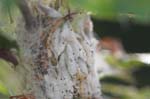 2007-07-22 - 20d77956 - Bessans (73480)