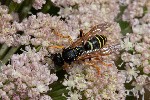 23/07/2007 - 20d78378 - Bessans (73480)