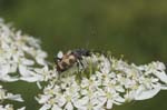 23/07/2007 - 20d78393 - Bessans (73480)