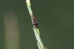 2007-07-24 - 20d78820 - Bessans (73480)