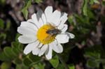 24/07/2007 - 20d79114 - Bessans (73480)