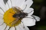 24/07/2007 - 20d79127 - Bessans (73480)
