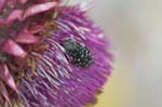25/07/2007 - 20d79554 - Bessans (73480)