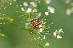 26/07/2007 - 20d79715 - Bessans (73480)