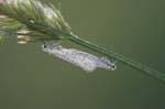 2007-07-27 - 20d80212 - Bessans (73480)