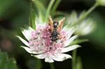 27/07/2007 - 20d80784 - Bessans (73480)
