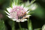 27/07/2007 - 20d80785 - Bessans (73480)