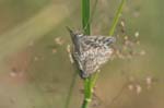 28/07/2007 - 20d81377 - Bessans (73480)