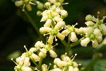 2005-06-27 - 20d_0052 - Cimetière de Montmartre (75018)