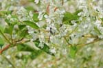 2005-07-13 - 20d_5479 - Cimetière de Montmartre (75018)