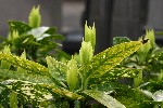 02/04/2005 - 30010068 - Cimetière de Montmartre (75018)