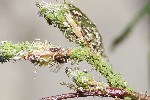 06/05/2008 - 5d006407 - Cimetière de Montmartre (75018)