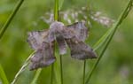 07/06/2008 - 5d008296 - Saint-Michel-en-Brenne (36290)