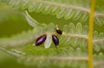 Cecidomyiidae (442 pictures)