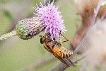 21/07/2008 - 5d014015 - Saint-André-d'Allas (24200)