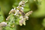 21/07/2008 - 5d014218 - Saint-André-d'Allas (24200)